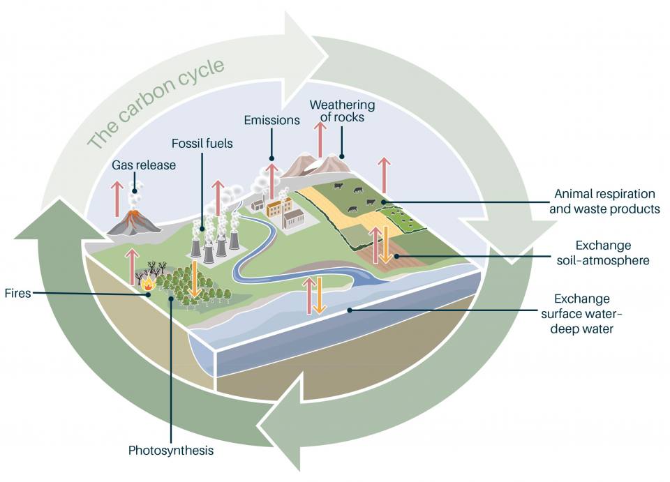 The carbon cycle