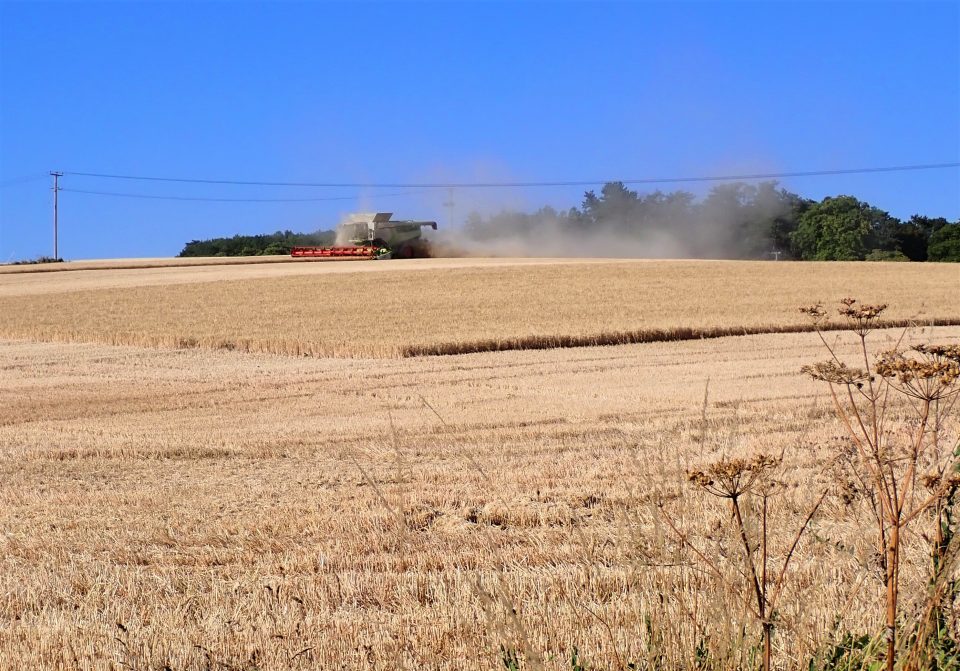 A combine harvester in a field og yellowed crops. A cloud of dust is rising behind the machinery.