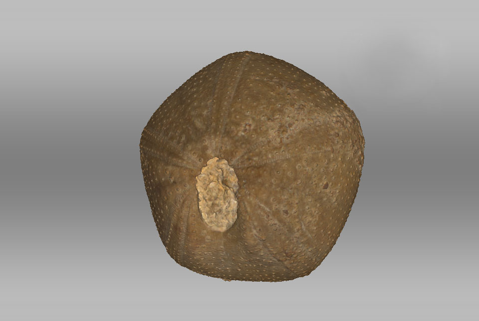3D scan that Patrick created of the fossil Plesiechinus, a species of Echinoid. BGS © UKRI.