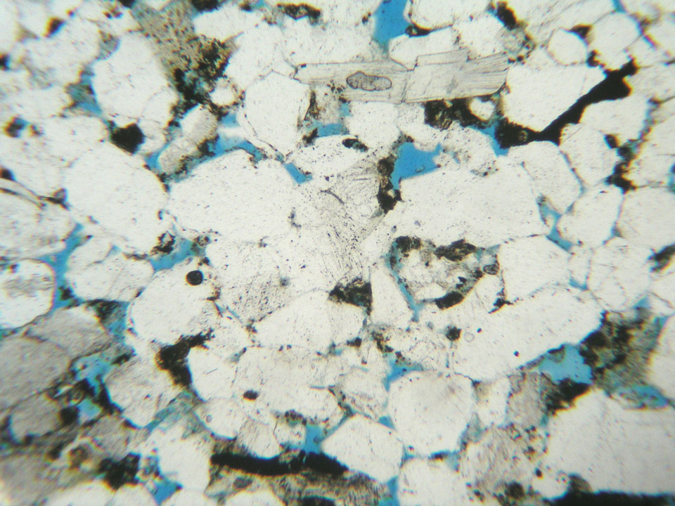 The image was taken in plane-polarised light, and the field of view is 1.3 mm wide. White grains are mostly quartz. Towards the top is evident a mica flake, with its characteristic tabular shape. The light grey grains can be either rock fragments or feldspar grains. The larger black patches are iron oxides, but most of the tiny, smaller black particles are microscopic droplets of hydrocarbon. Porosity is highlighted by a blue-dye resin. Source: BGS © UKRI
