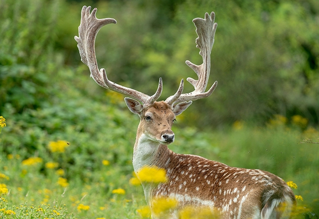 Fallow deer stag © Bob Brewer/Unsplash.