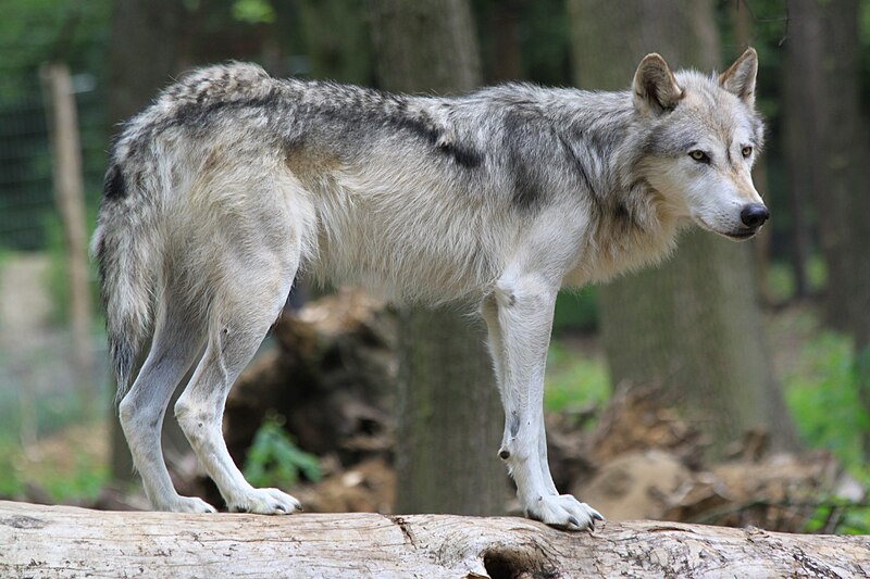 A grey wolf stands in front of some trees, facing to the right and looking off into the distance