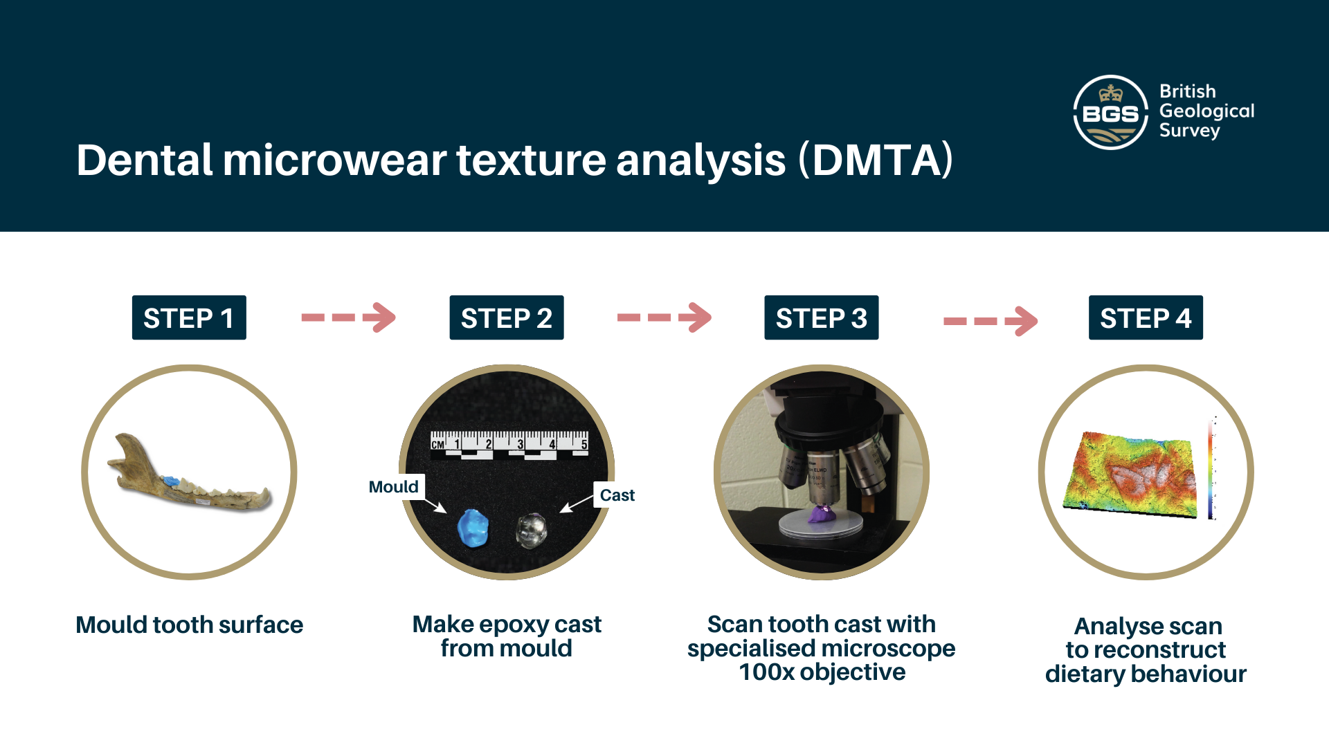 Diagram showing the process for dental microwear texture analysis. Step 1: take a mould of the ttoh surface. Step 2: make an epoxy cast from the mould. Step 3: scan the cast with a specialised microscope with 100x objective. Step 4: analyse the scan to reconstruct dietary behaviour.
